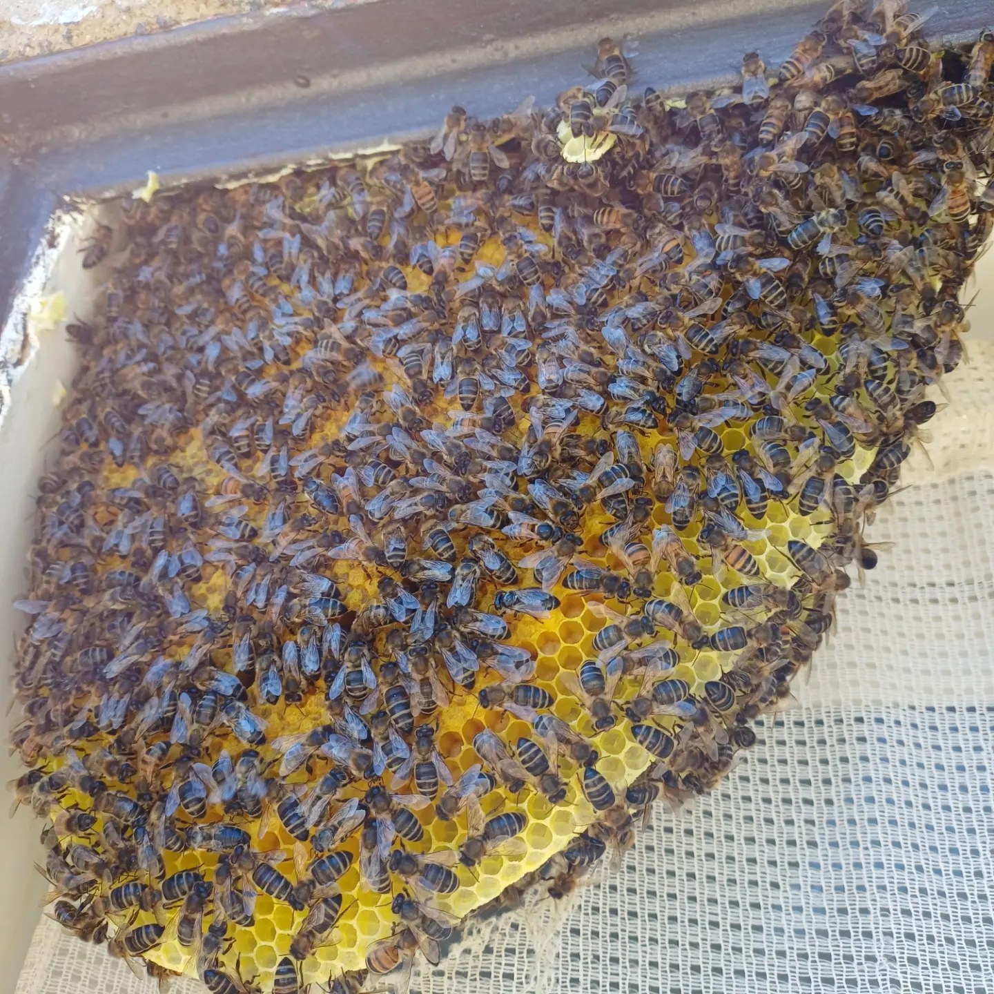 Terre di Miele - Lavorazione del miele