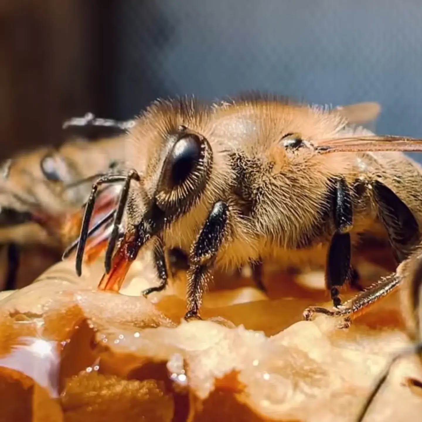 Terre di Miele - La campagna siciliana