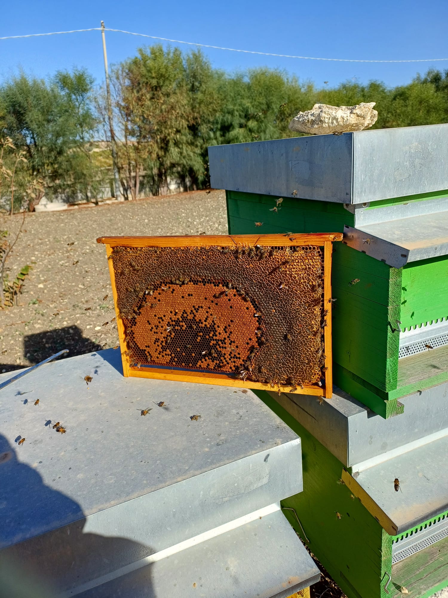 Terre di Miele - Le nostre api