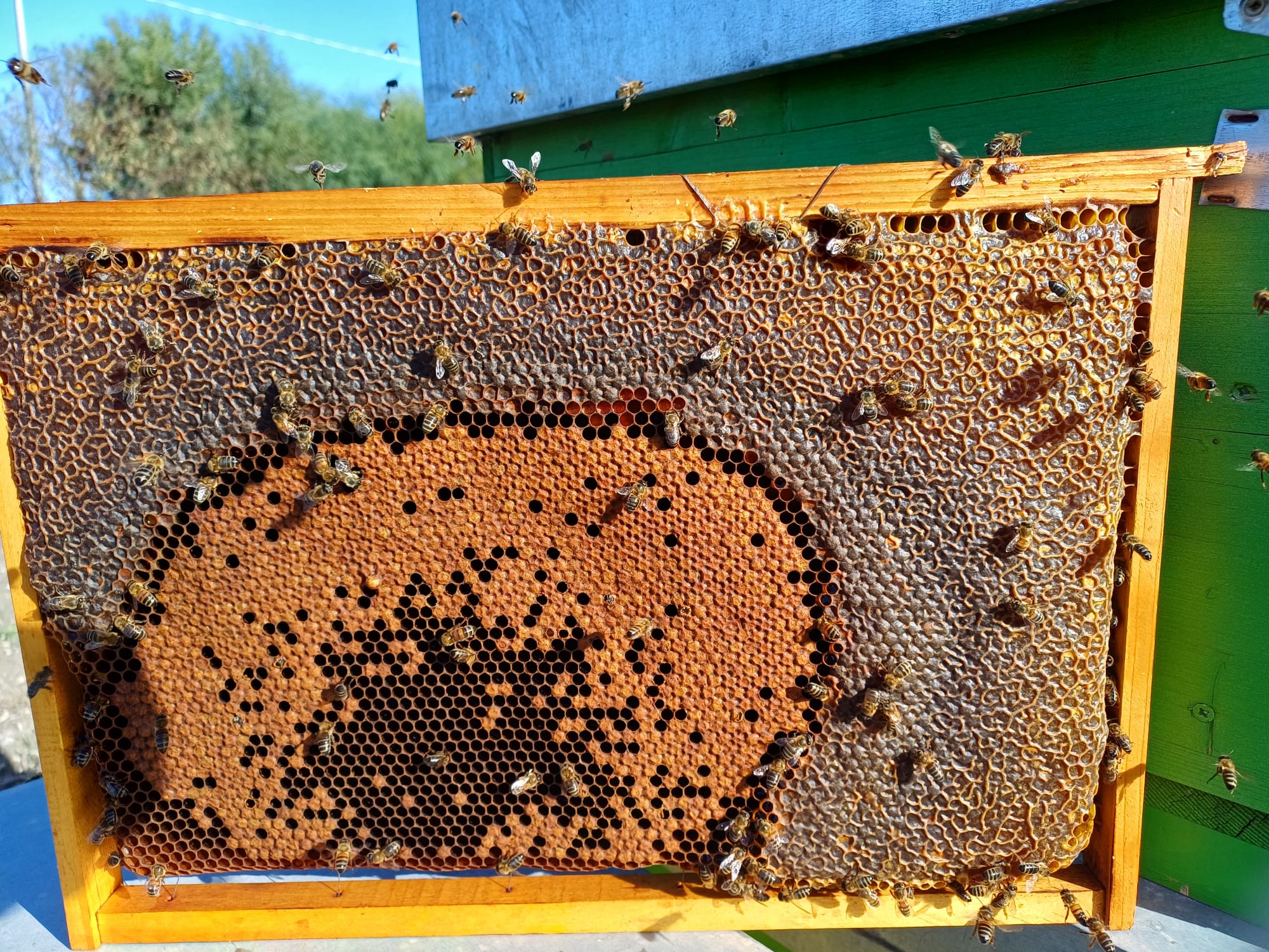 Terre di Miele - Raccolta del miele