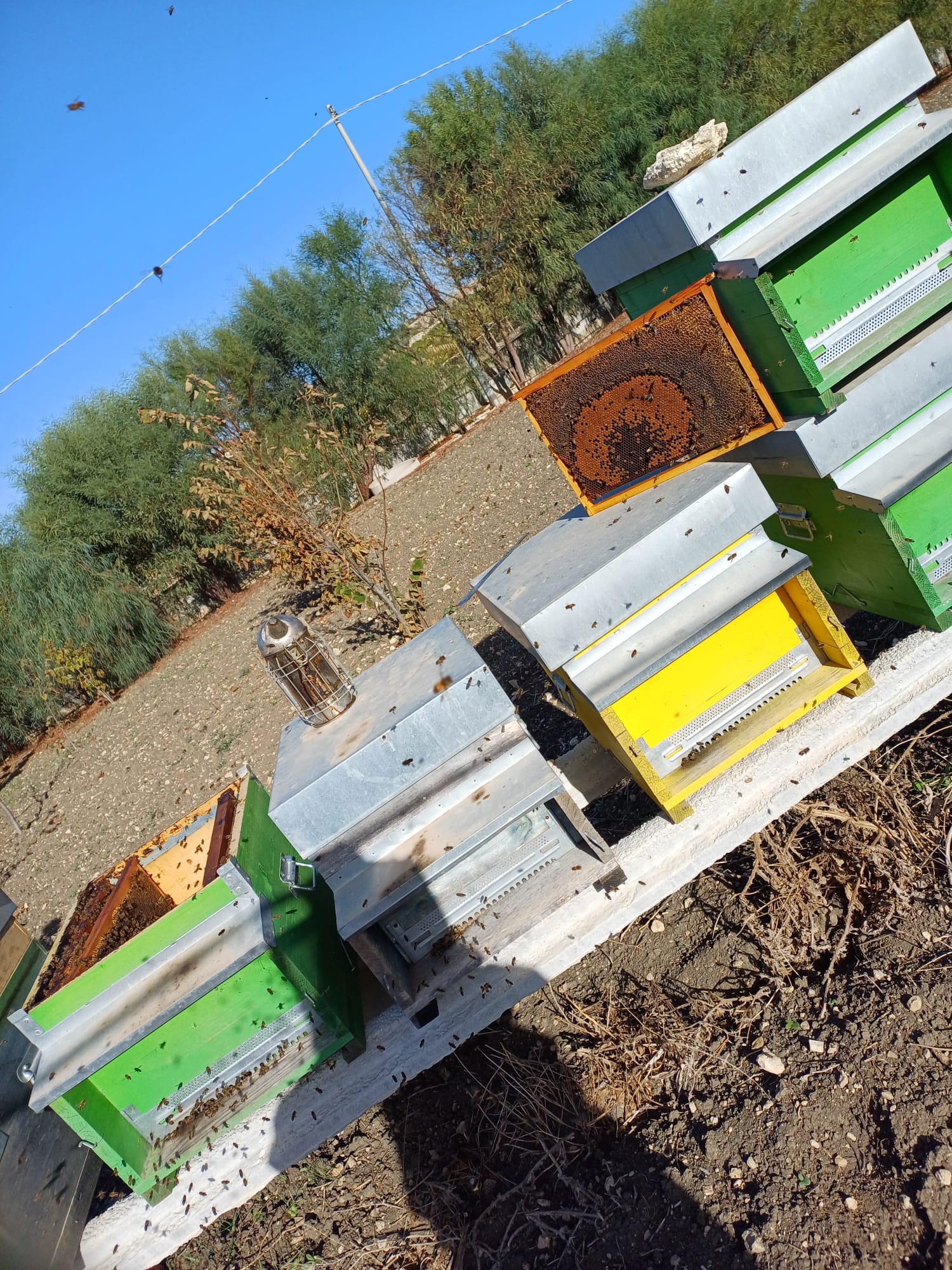 Terre di Miele - Eventi e sagre