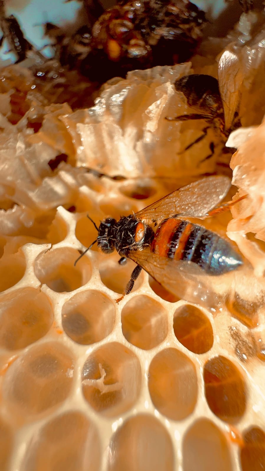 Le nostre api - Scuola Didattica Licata, apicoltura per i pi&ugrave; giovani