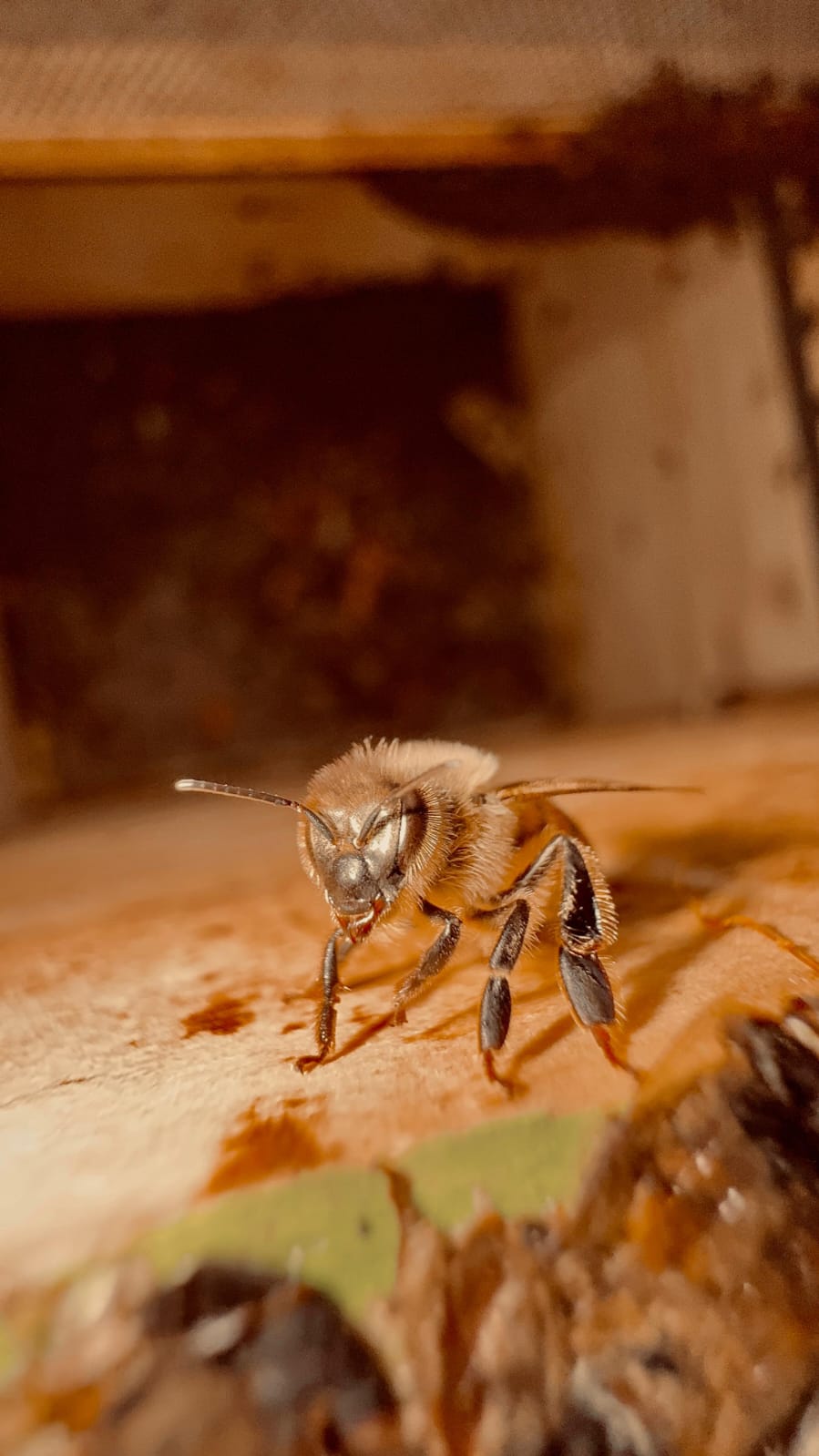 Terre di Miele - Tradizione e natura